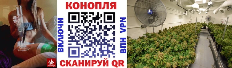 Канабис OG Kush  Пионерский 